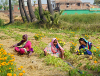 Khetee promotes ecological agroforestry. Khetee promotes ecological agroforestry.
